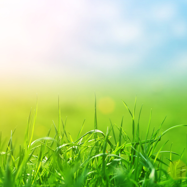 Весенняя трава в солнечном свете и разряженном небе
 - Фото, изображение