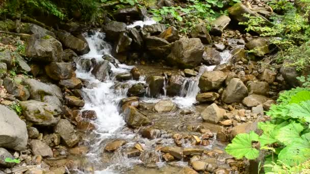 Όμορφο υδάτινο τοπίο με ένα γρήγορο πέτρινο ορεινό ποτάμι το καλοκαίρι - Πλάνα, βίντεο