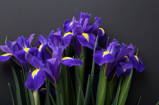 blue irises on black background - Фото, изображение
