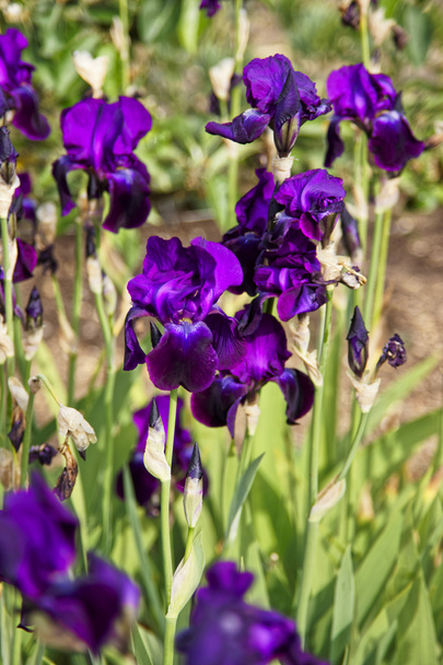 Iris púrpura en jardín de cocina en Audley
 - Foto, Imagen
