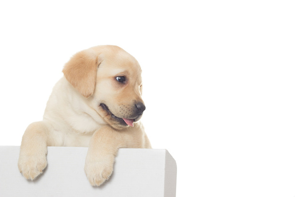 a Labrador puppy - Foto, imagen