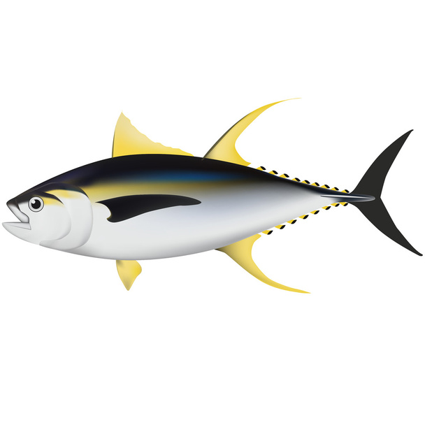 tuna fish illustration - Vektör, Görsel