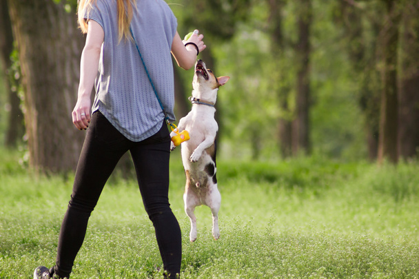 Mujer joven paseando con un perro jugando a entrenar
 - Foto, imagen
