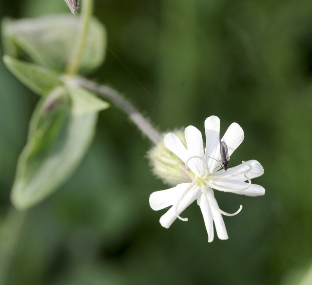 Macro of Melandrium album (or Silene latifolia) flower  - Photo, Image