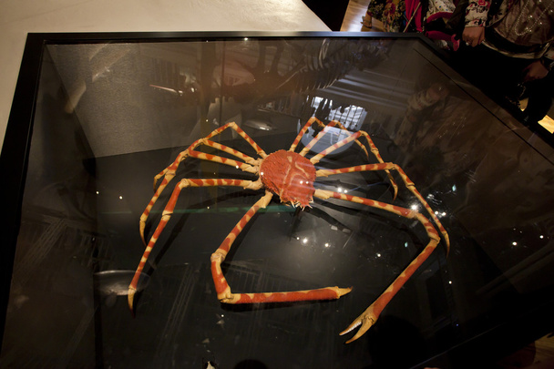 Le crabe géant excrété au Musée national d'Écosse à Édimbourg
 - Photo, image