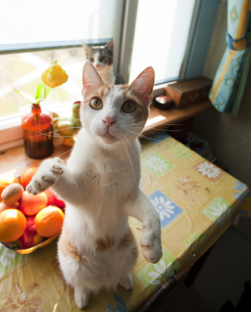 Joven jengibre gato jugando con una cámara
 - Foto, imagen