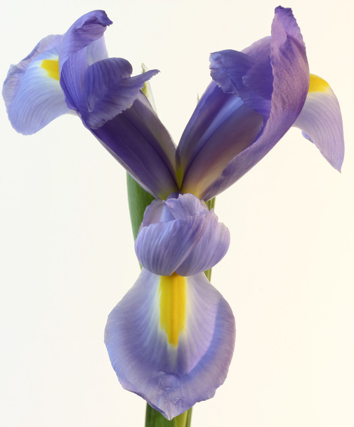 Gros plan sur une fleur d'iris violette et jaune
 - Photo, image