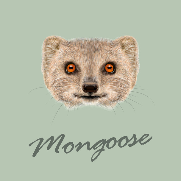 Vektorový portrét ilustrovaná Mongoose.  - Vektor, obrázek