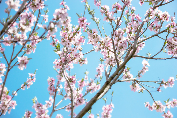 Spring pink blossom against soft blue background - Foto, imagen