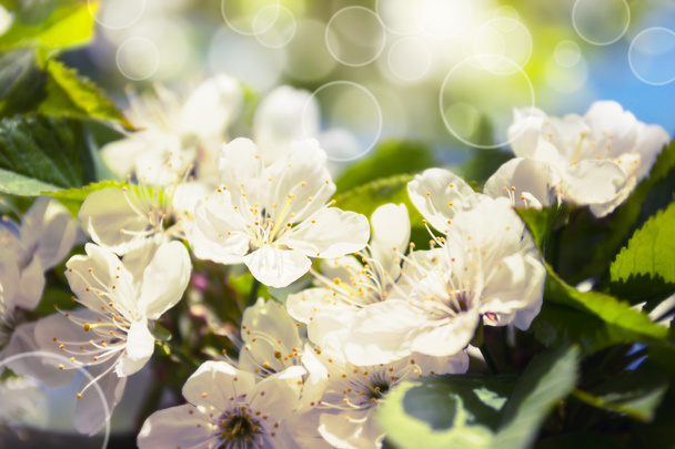 Spring white blossom against soft background - Zdjęcie, obraz