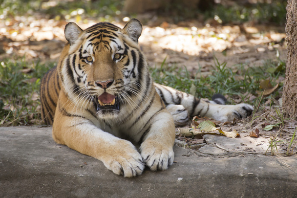 Tigre de Bengala descansando
 - Foto, Imagen