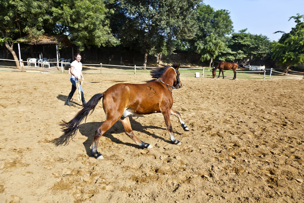 Жінка гонщик тренує коня на гоночній трасі
 - Фото, зображення
