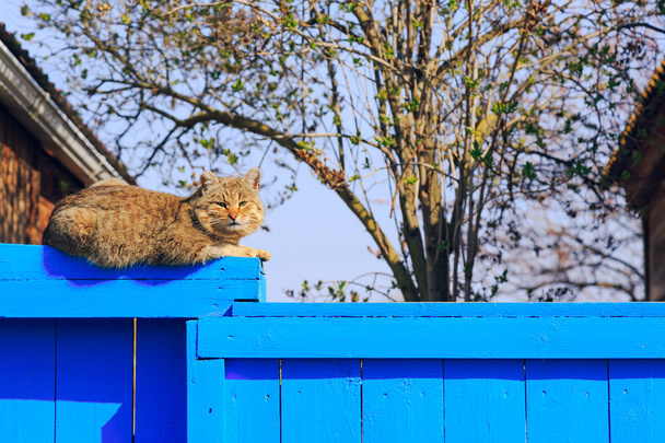 Vörös macska ül a kék kerítés - Fotó, kép