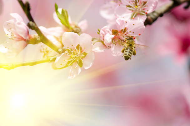 růžový broskvový květ - Fotografie, Obrázek