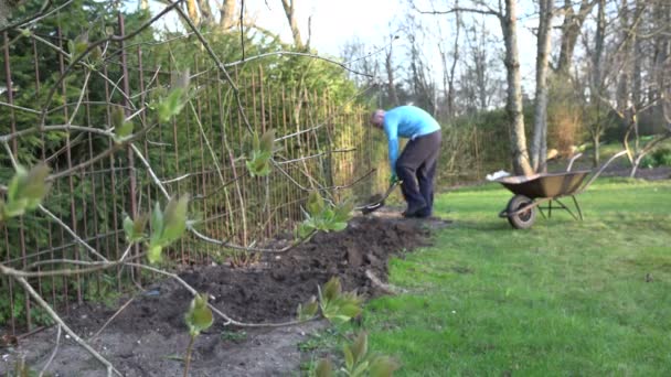 κηπουρός σκάβουν χώμα με φτυάρι κατά μήκος του φράκτη των κήπων. 4k - Πλάνα, βίντεο