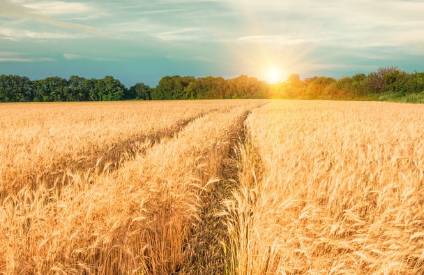 Olgun buğday tarlası - Fotoğraf, Görsel