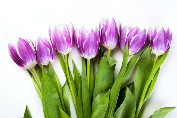 Purple tulips isolated on white - Fotoğraf, Görsel