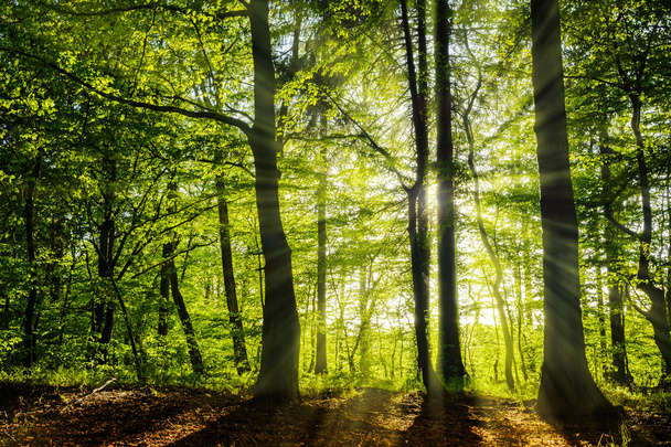 prachtig groene bos in het voorjaar met zonnestralen - Foto, afbeelding