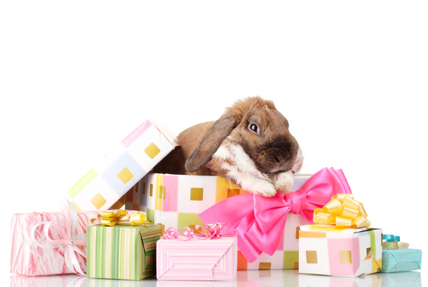 Lop-eared rabbit in a gift box with pink bow isolated on white - Foto, Imagem