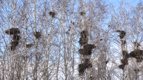 Corvi nere Uccelli Costruire nidi sugli alberi
 - Filmati, video