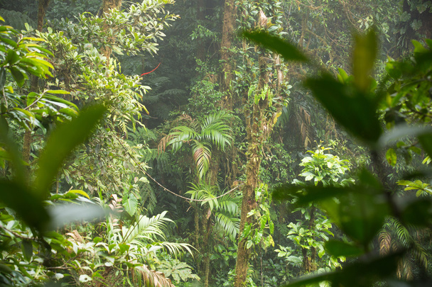 Rozhledny v amazonské džungli  - Fotografie, Obrázek