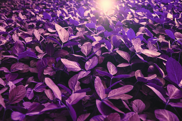 Dramatic lighting over soybean leaves.  - Photo, Image