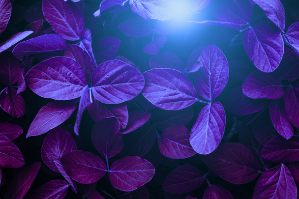 Iluminación dramática sobre hojas de soja
.  - Foto, Imagen