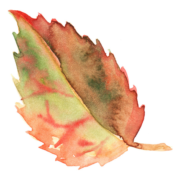 Autumn fall green yellow red leaf isolated - Photo, Image
