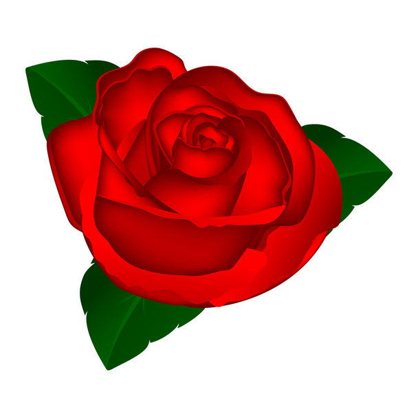 vörös rózsa fehér háttérrel - Vektor, kép