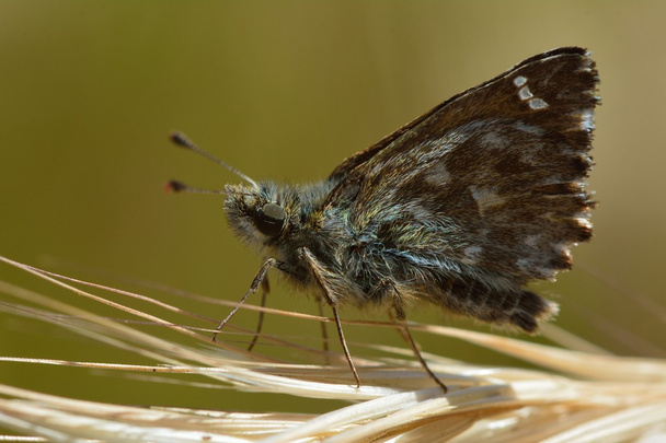 Dingy skipper butterfly (Erynnis tages) perched on grass - Photo, Image