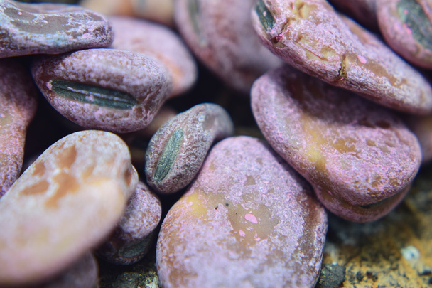 Garden seeds - Broad Beans  - Photo, Image