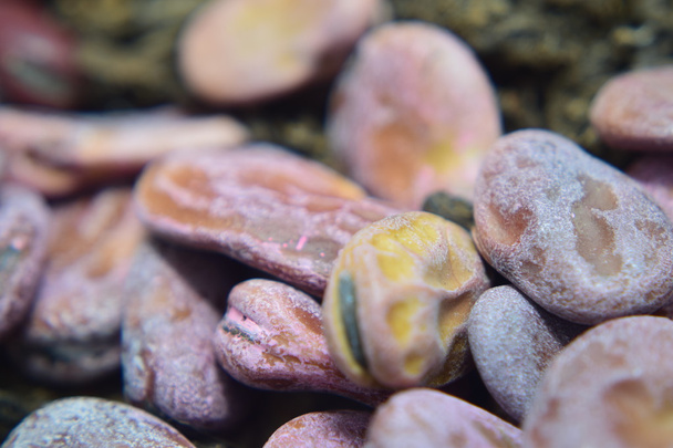 Zahradní semena - fazole  - Fotografie, Obrázek
