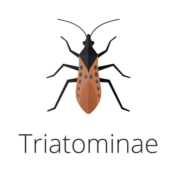 Triatominae skin parasite insect bug . - Vector, Image