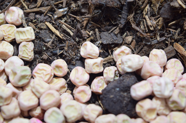 Zahradní semena - semena hrachu  - Fotografie, Obrázek