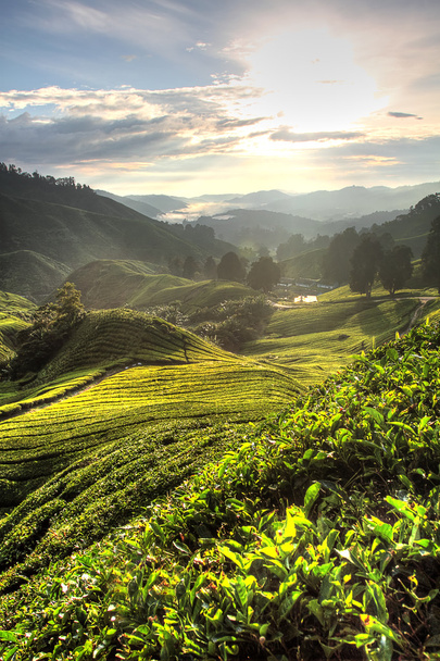 Herbata plantation w Cameron Highland, Malezja - Zdjęcie, obraz