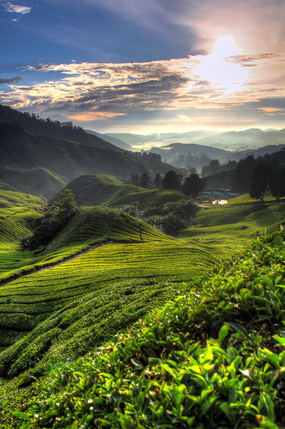 Teeplantage im cameron highland, malaysien - Foto, Bild