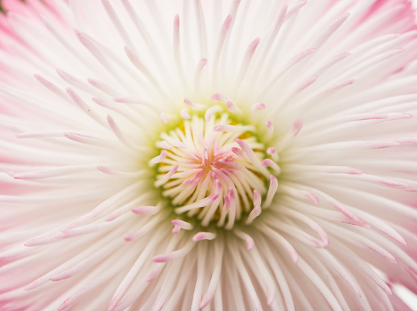 Marguerite virág elszigetelt  - Fotó, kép