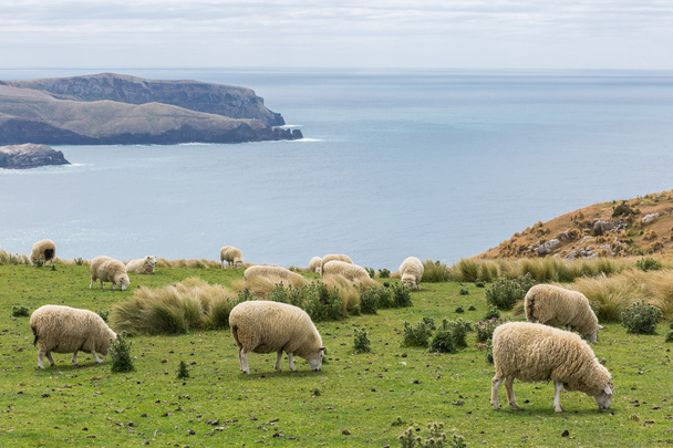 Flocks of sheep graze in the fields with spectacular ocean views - Foto, afbeelding