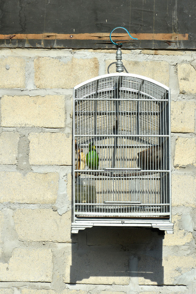 pájaro en una jaula - Foto, Imagen