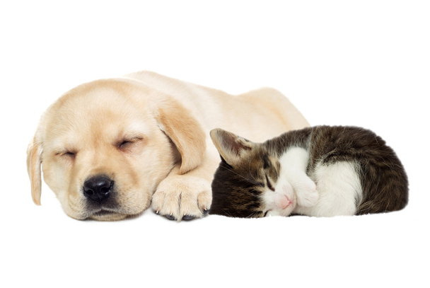 Puppy and kitten sleeping - Fotó, kép