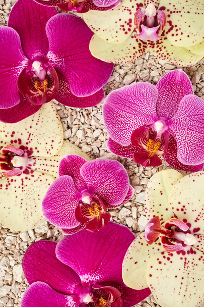 μοβ και κίτρινο orchid λουλούδια - Φωτογραφία, εικόνα