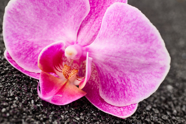 Flor de orquídea roxa - Foto, Imagem