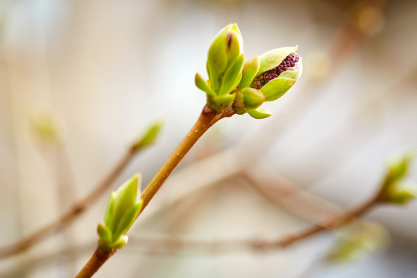 First spring buds  - Photo, Image