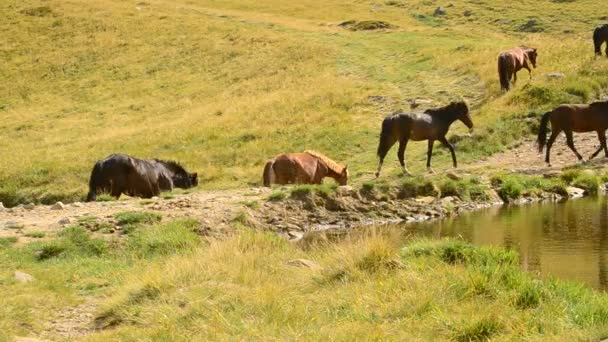 Manada de caballos caminan a lo largo de un lago en el paisaje de montaña en verano
 - Metraje, vídeo