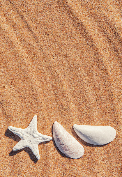 conchas na areia - Foto, Imagem