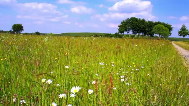 Summer meadow in Belgian countryside. - Footage, Video