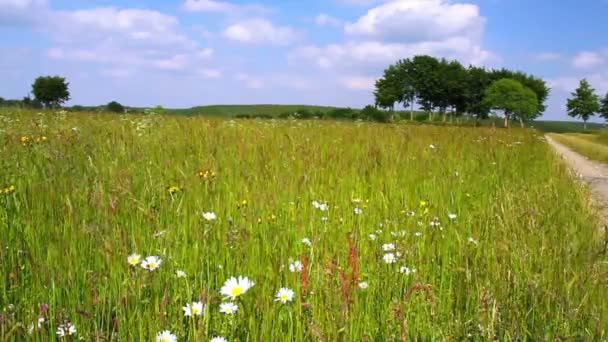 Summer meadow in Belgian countryside. - Footage, Video