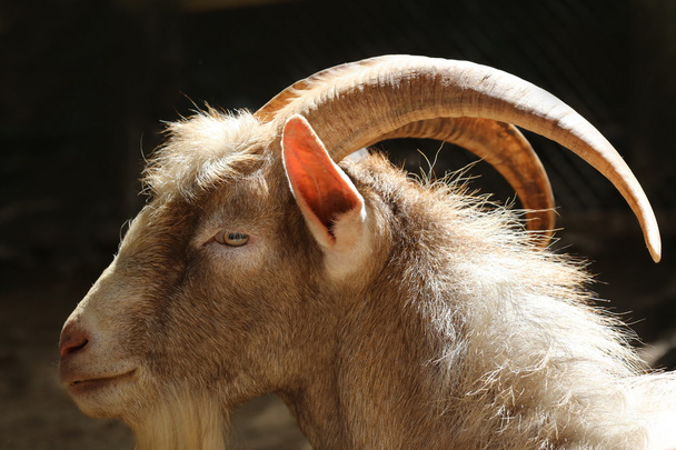 long horn goat, nature wildlife - Photo, Image