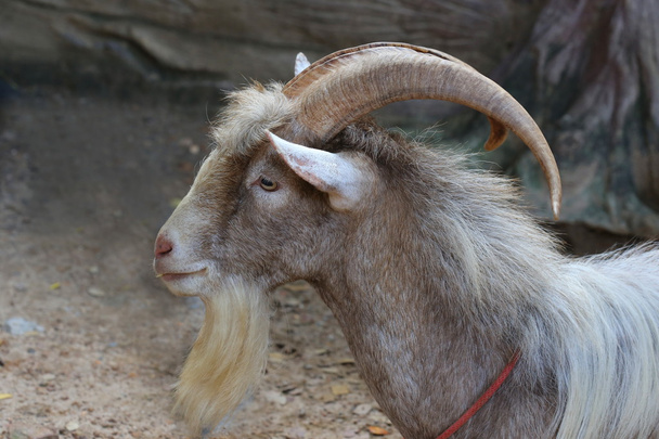 chèvre à corne longue, faune sauvage
 - Photo, image