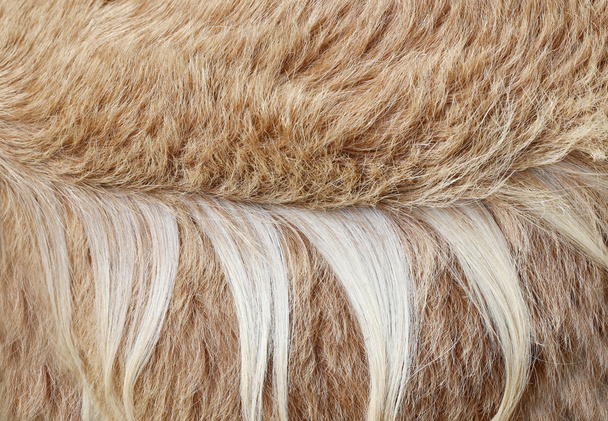 hnědá koza vlasy textura pozadí - Fotografie, Obrázek
